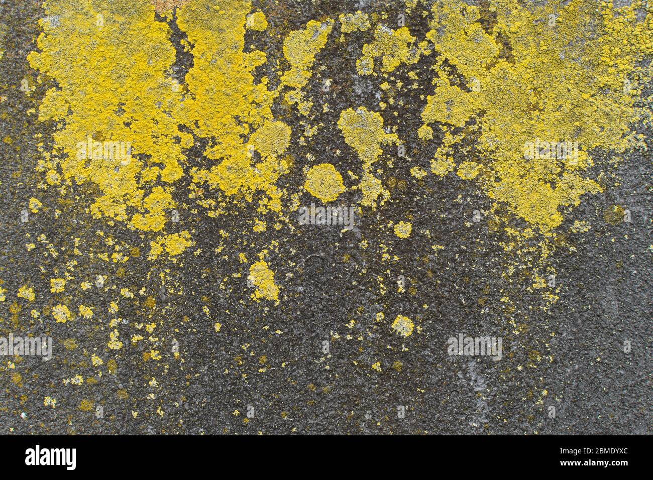 Background of weathered concrete with yellow mold on it Stock Photo