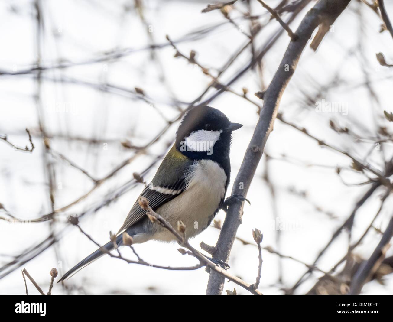 A Japanese Tit Parus Minor Perches In A Tree In A Japanese Forest Near Yokohama Japan Stock