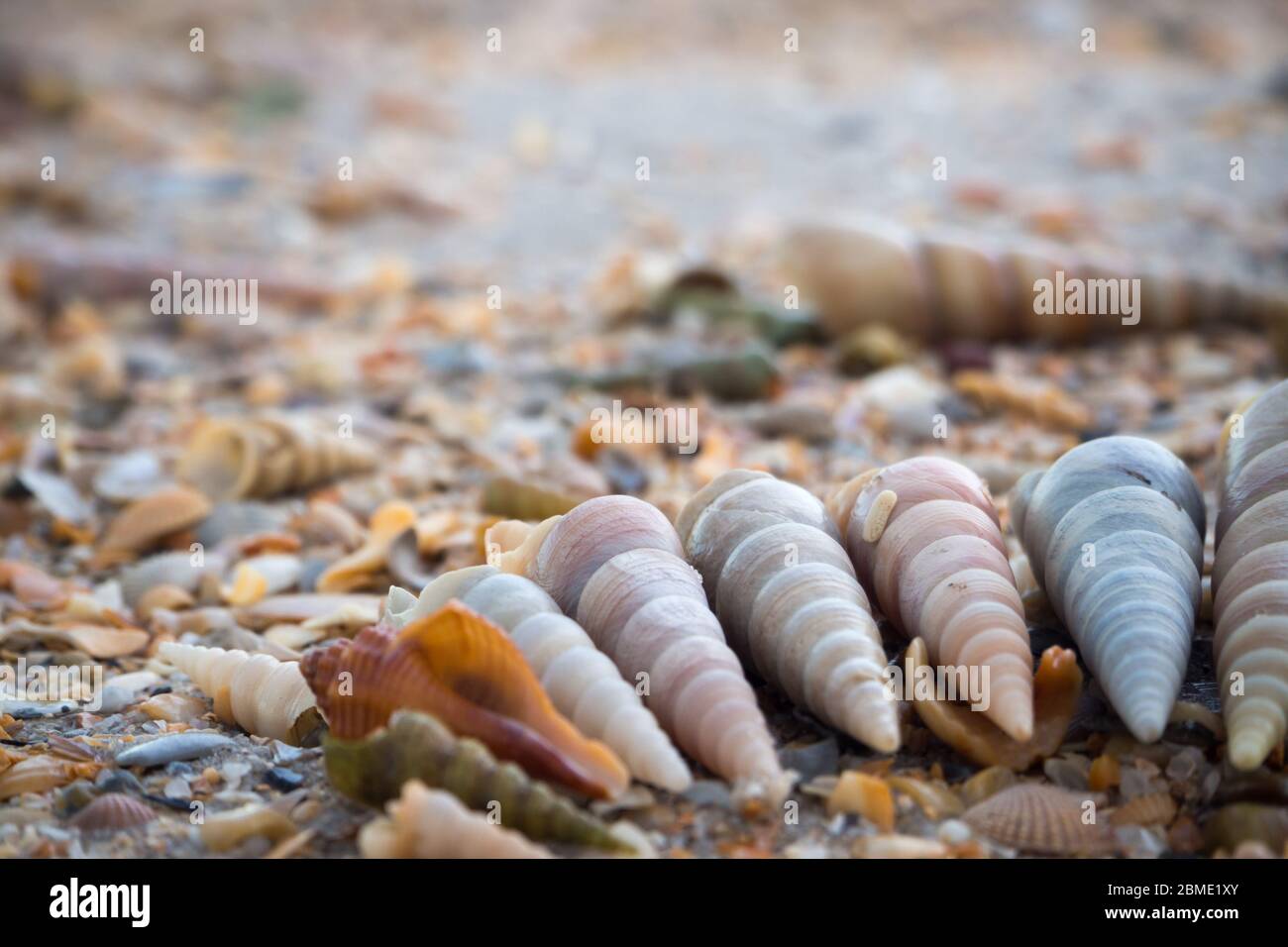 Arranged sea shells on the beach hi-res stock photography and images ...