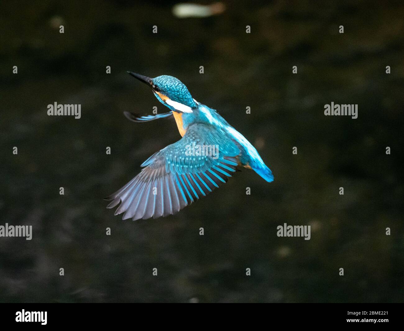 A colorful common kingfisher, Alcedo atthis bengalensis, flies over the Izumi River while fishing in western Yokohama, Japan. Stock Photo