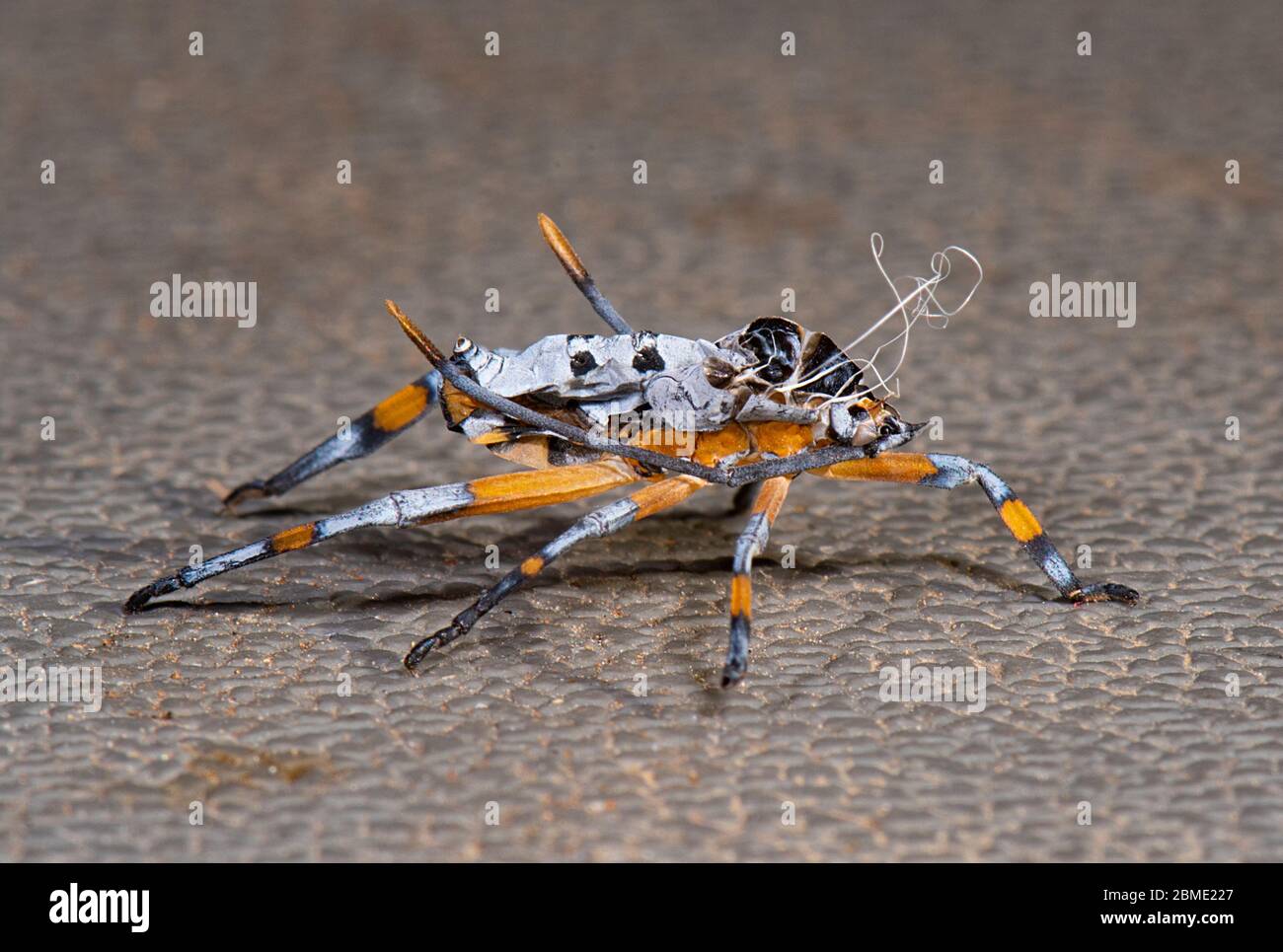 Bug exoskeleton hires stock photography and images Alamy