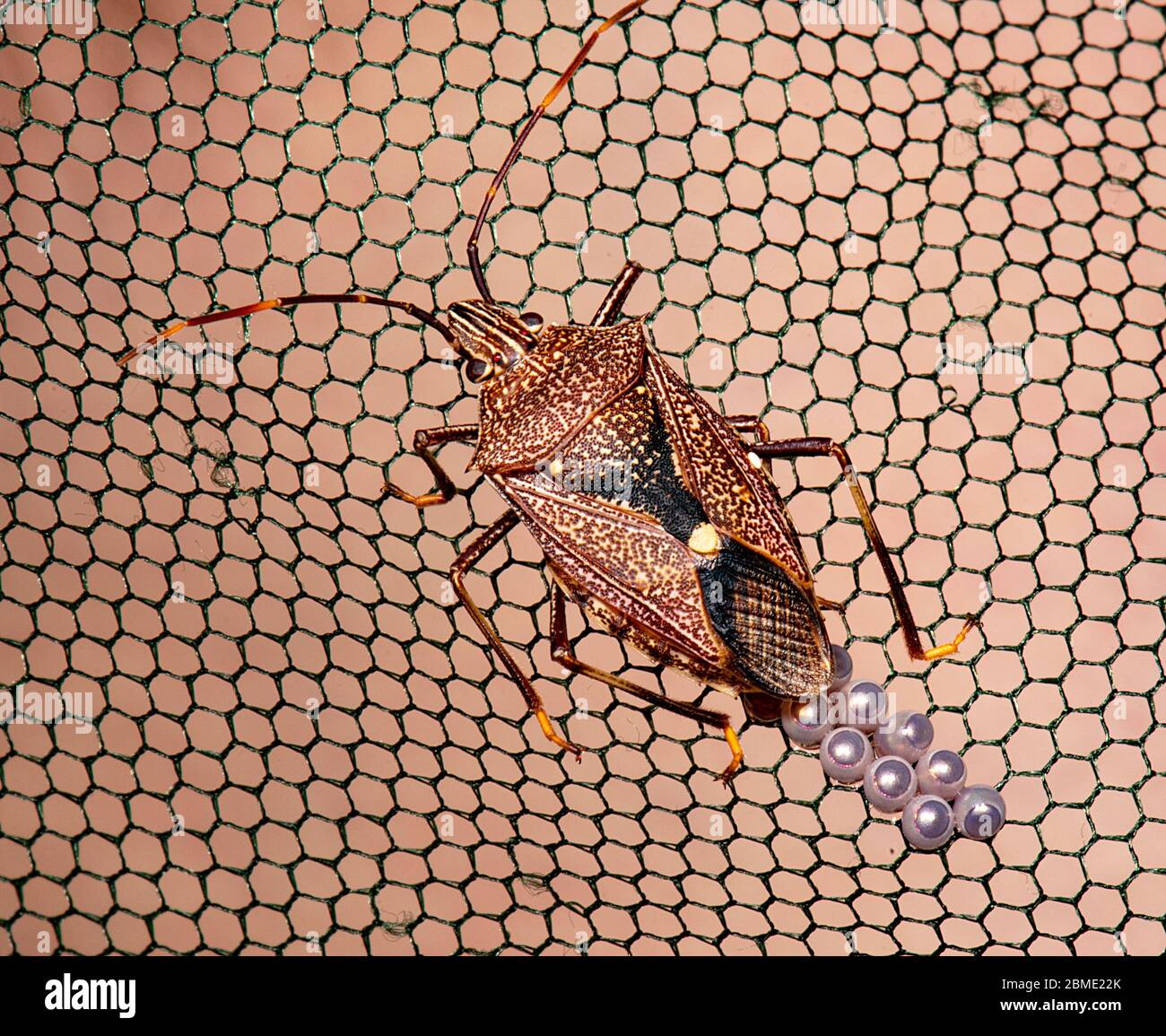 Insect eggs laying row hires stock photography and images Alamy