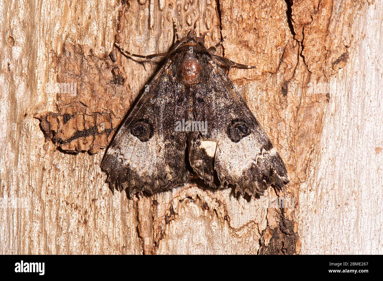 Close-up of a White-spotted Owl Moth (Donuca spectabilis), Northern Territory, NT, Australia Stock Photo
