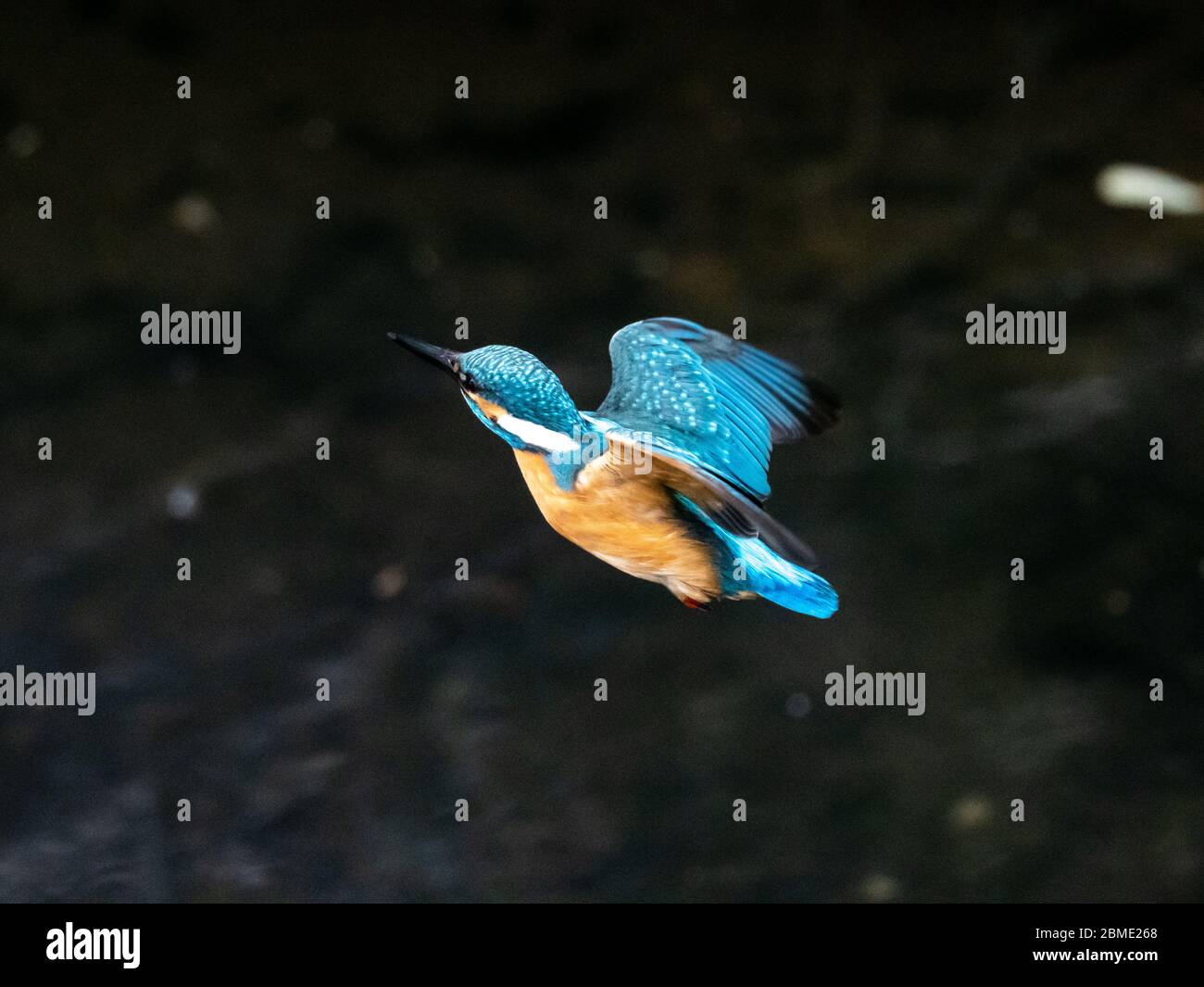 A colorful common kingfisher, Alcedo atthis bengalensis, flies over the Izumi River while fishing in western Yokohama, Japan. Stock Photo