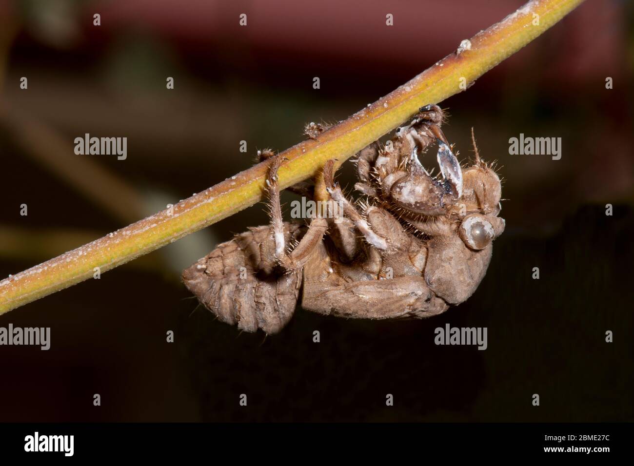 Cicada Exoskeleton, Northern Territory, NT, Australia Stock Photo