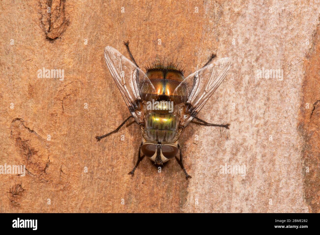 A Blowfly on bark, Northern Territory, NT, Australia Stock Photo