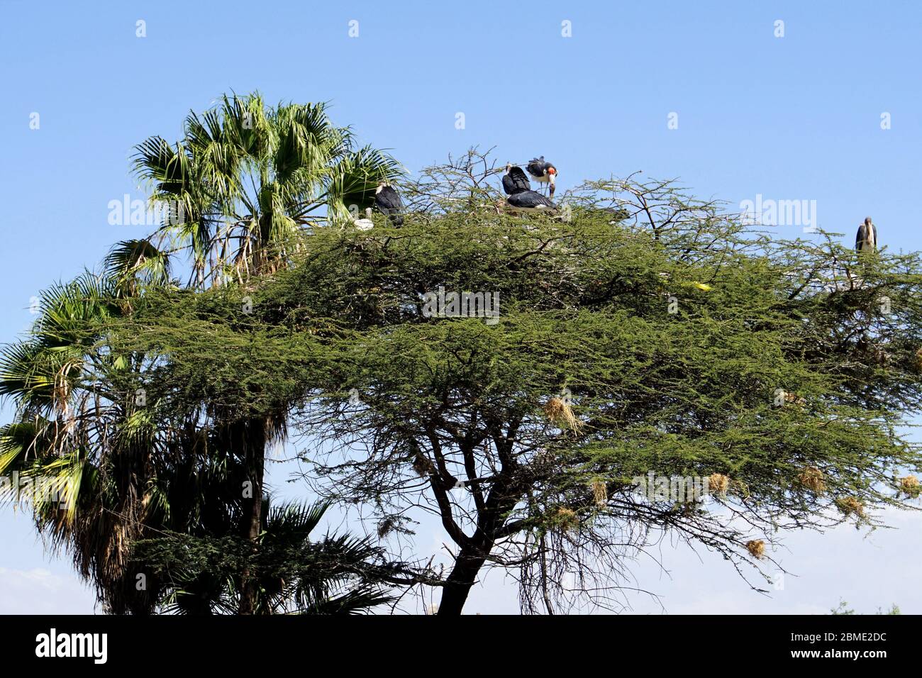 Marabou Storks atop an Acacia Tree Stock Photo