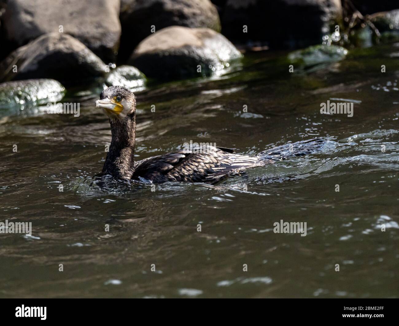 A Black Japanese Cormorant Phalacrocorax Capillatus Swims In The