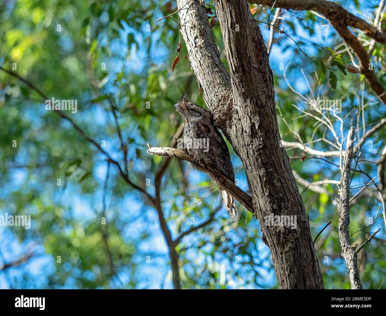 A tawny frogmouth owl camouflaged amongst the tree branches in a forest Stock Photo