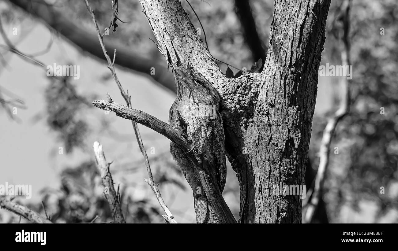 A tawny frogmouth owl camouflaged amongst the tree branches in a forest - monotone Stock Photo