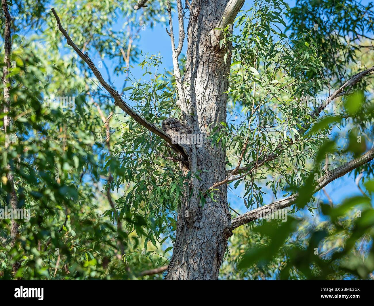 A tawny frogmouth owl camouflaged amongst the tree branches in a forest Stock Photo