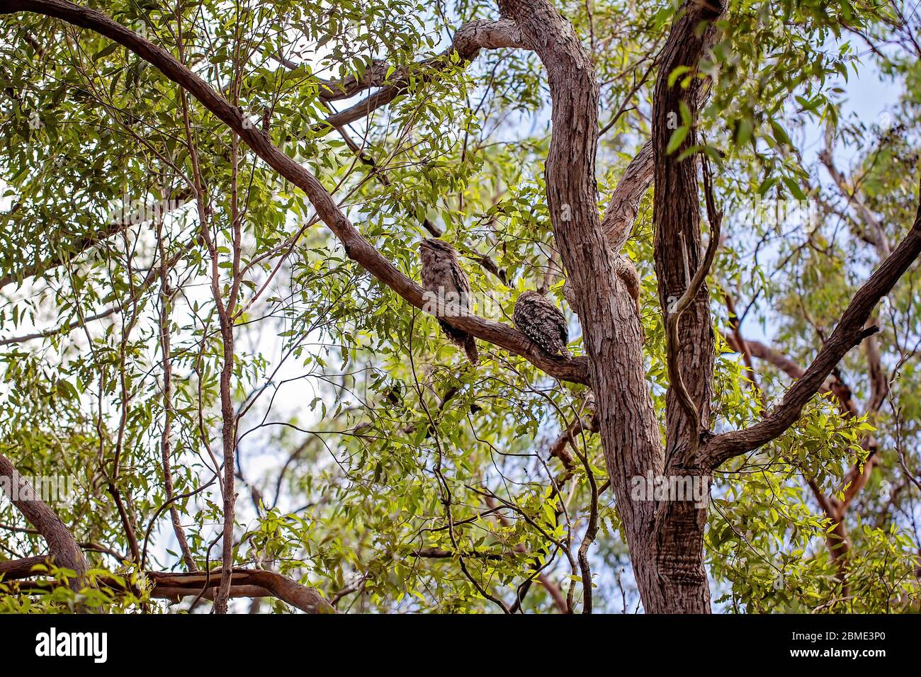 Two tawny frogmouth owls camouflaged amongst the tree branches in a forest Stock Photo