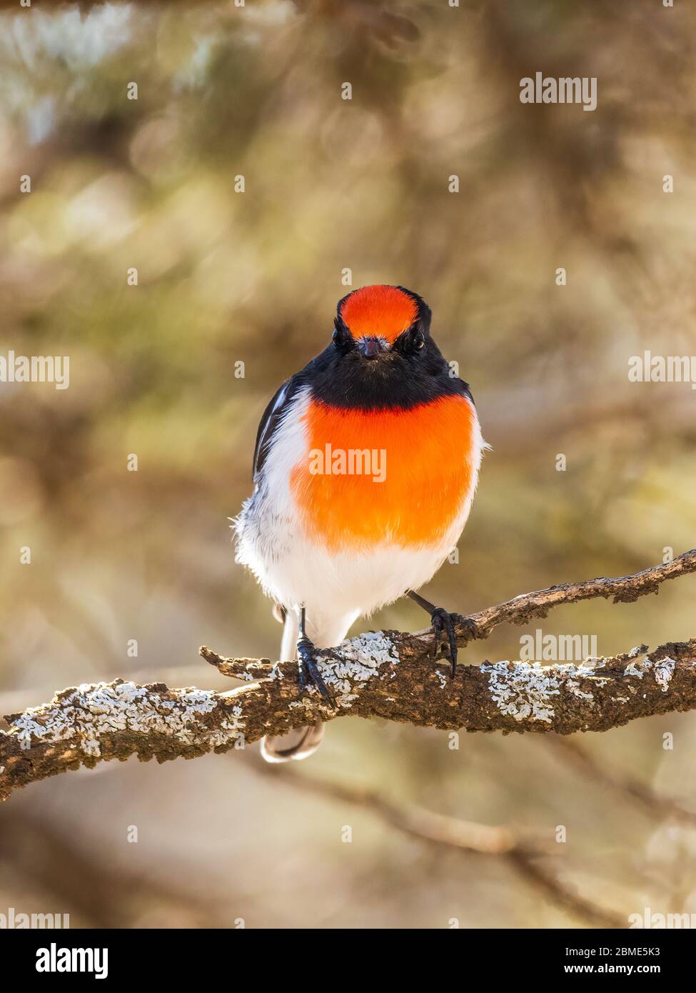 The Red-capped Robin (Petroica goodenovi) is the smallest red robin. The male Red-capped Robin has a unique red cap. Stock Photo
