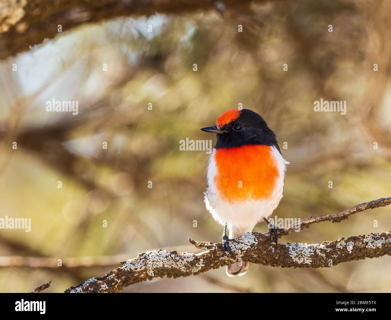 The Red-capped Robin (Petroica goodenovi) is the smallest red robin. The male Red-capped Robin has a unique red cap. Stock Photo