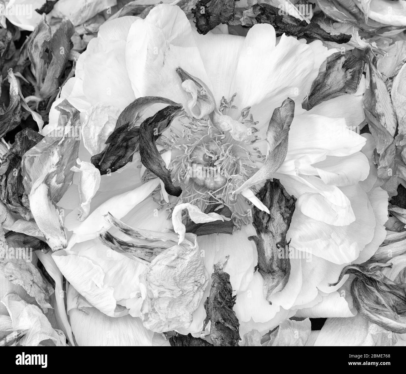 white fading peony blossom on a bed of aged petals in monochrome vintage painting style Stock Photo