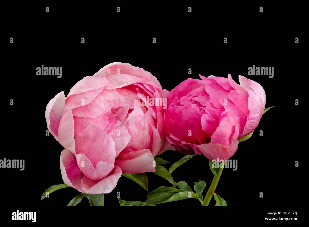 Isolated pink young peony blossom pair macro on black background with stem and green leaves Stock Photo