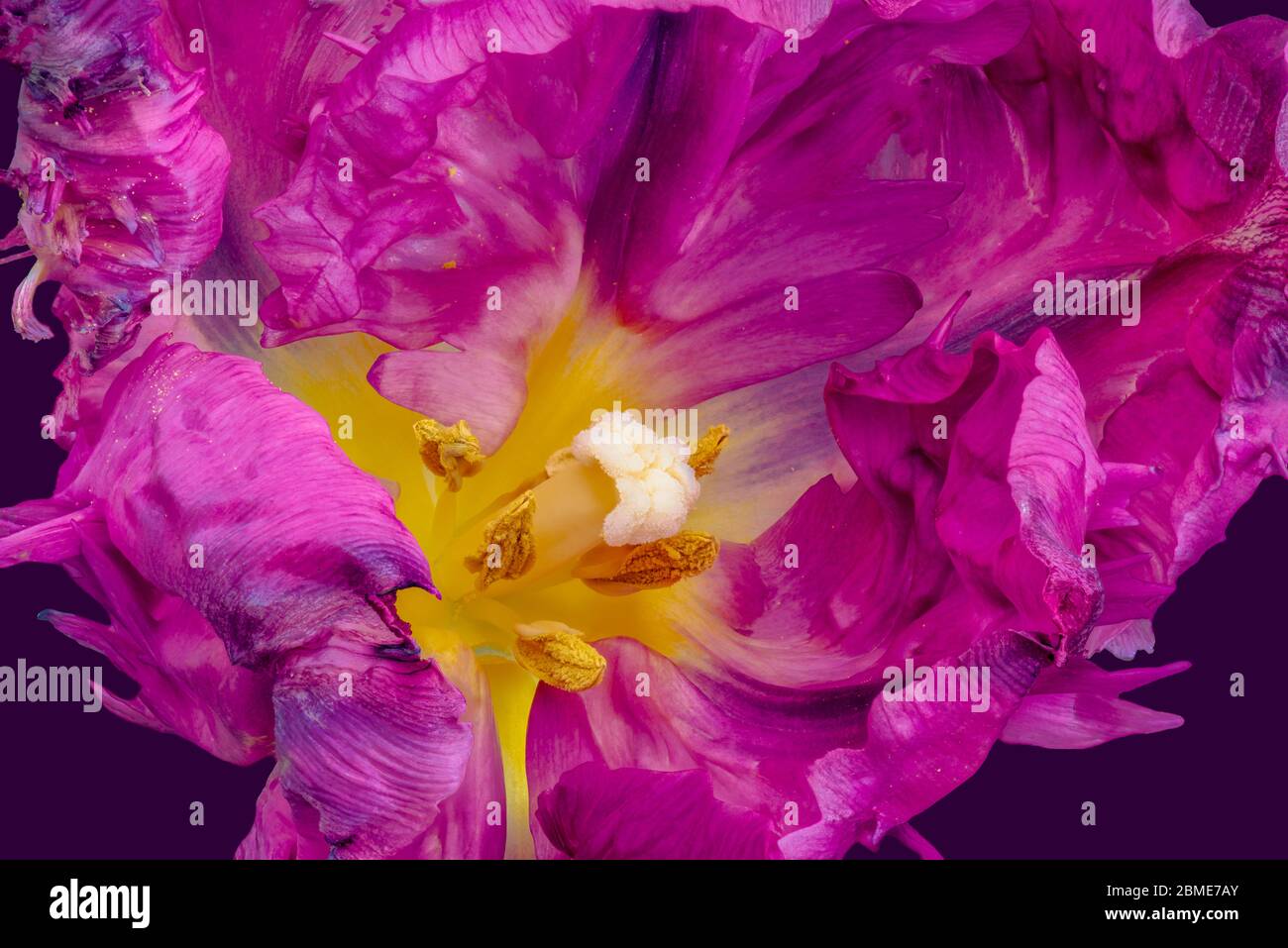 surrealistic center of a purple parrot tulip blossom in pop-art colors on violet background Stock Photo