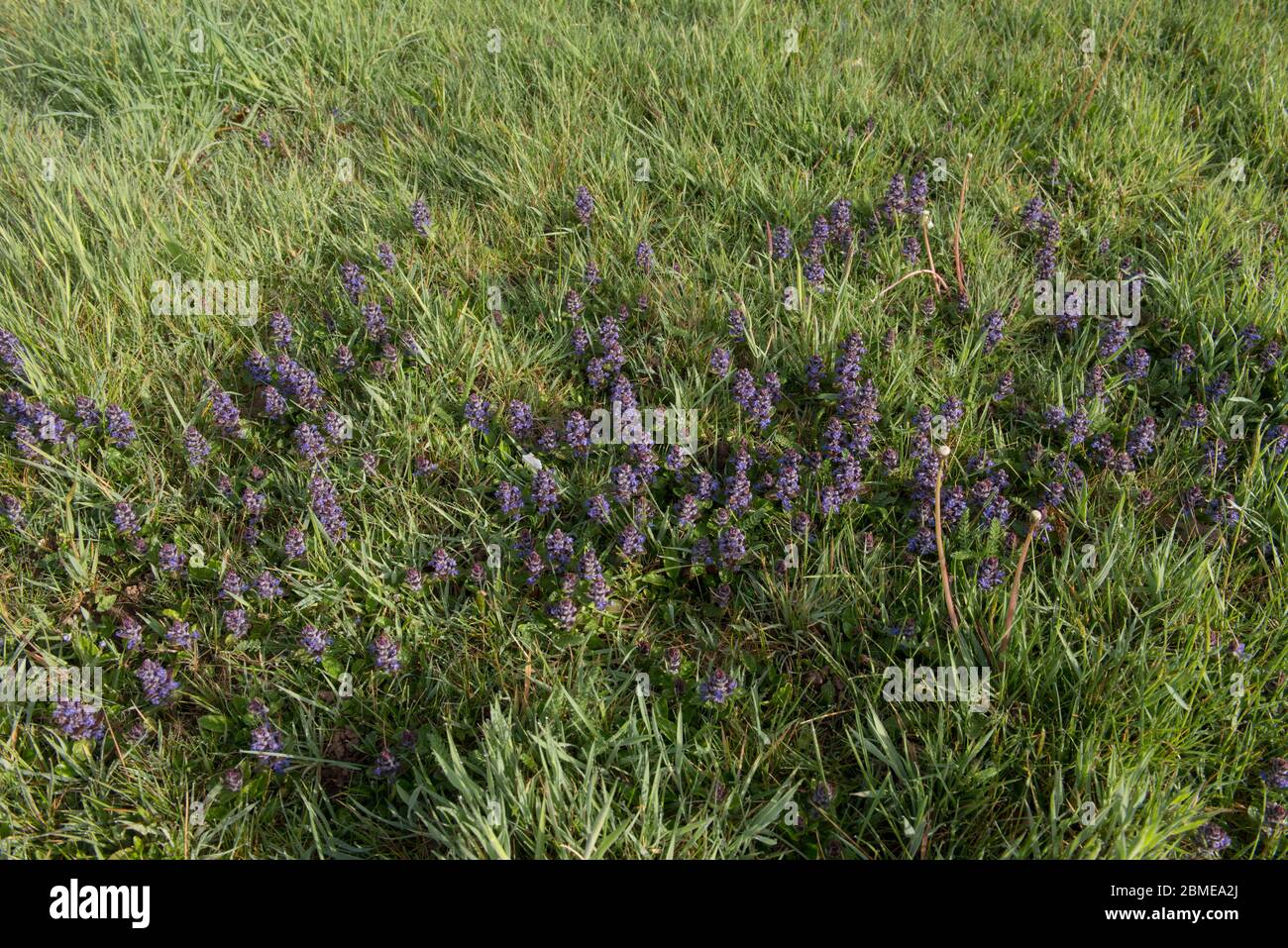 Spring Flowering Perennial Purple Common Bugle Herb Wild Flower (Ajuga reptans) Growing in Grassland in Rural Devon, England, UK Stock Photo