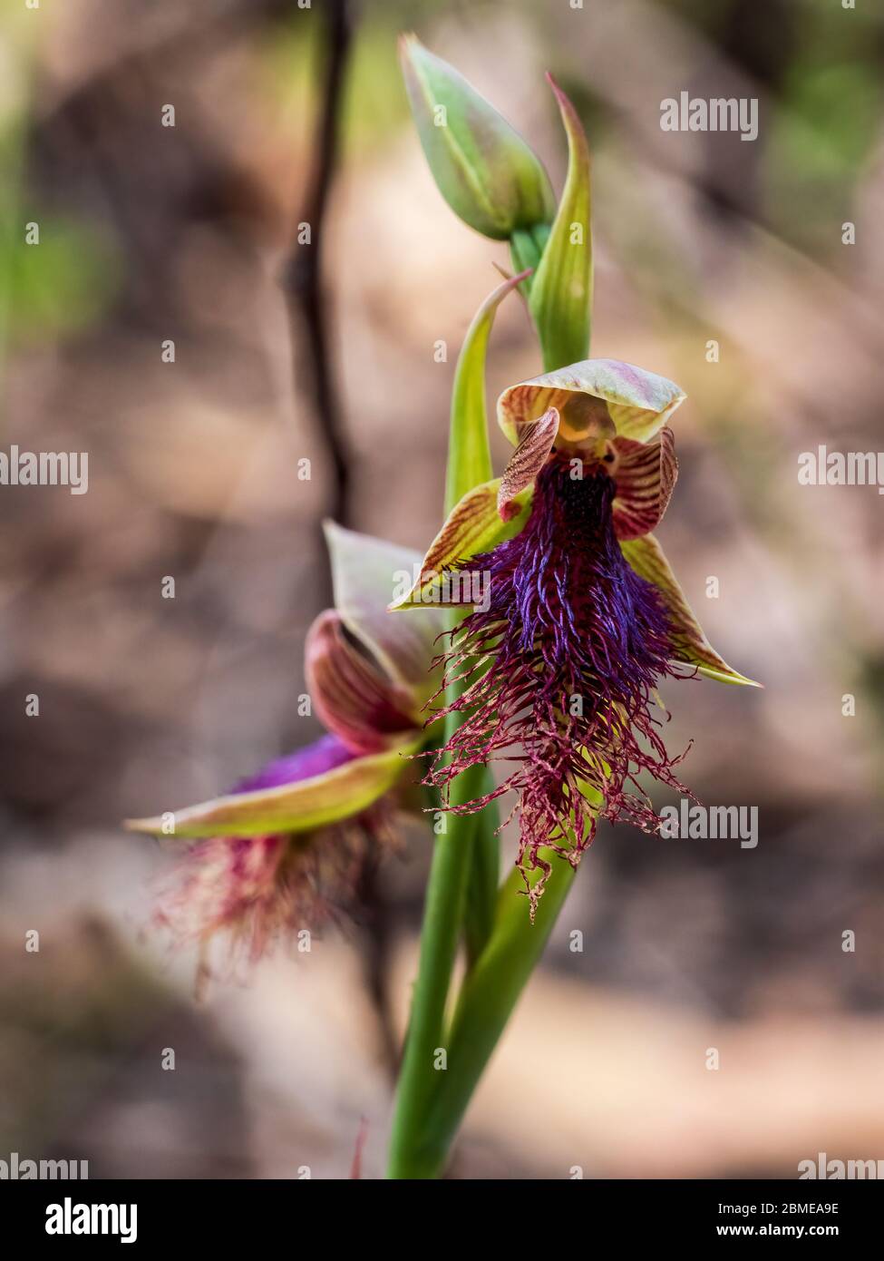 The Purplish Beard Orchid (Calochilus robertsonii) is a species of orchid native to Australia and New Zealand. Stock Photo