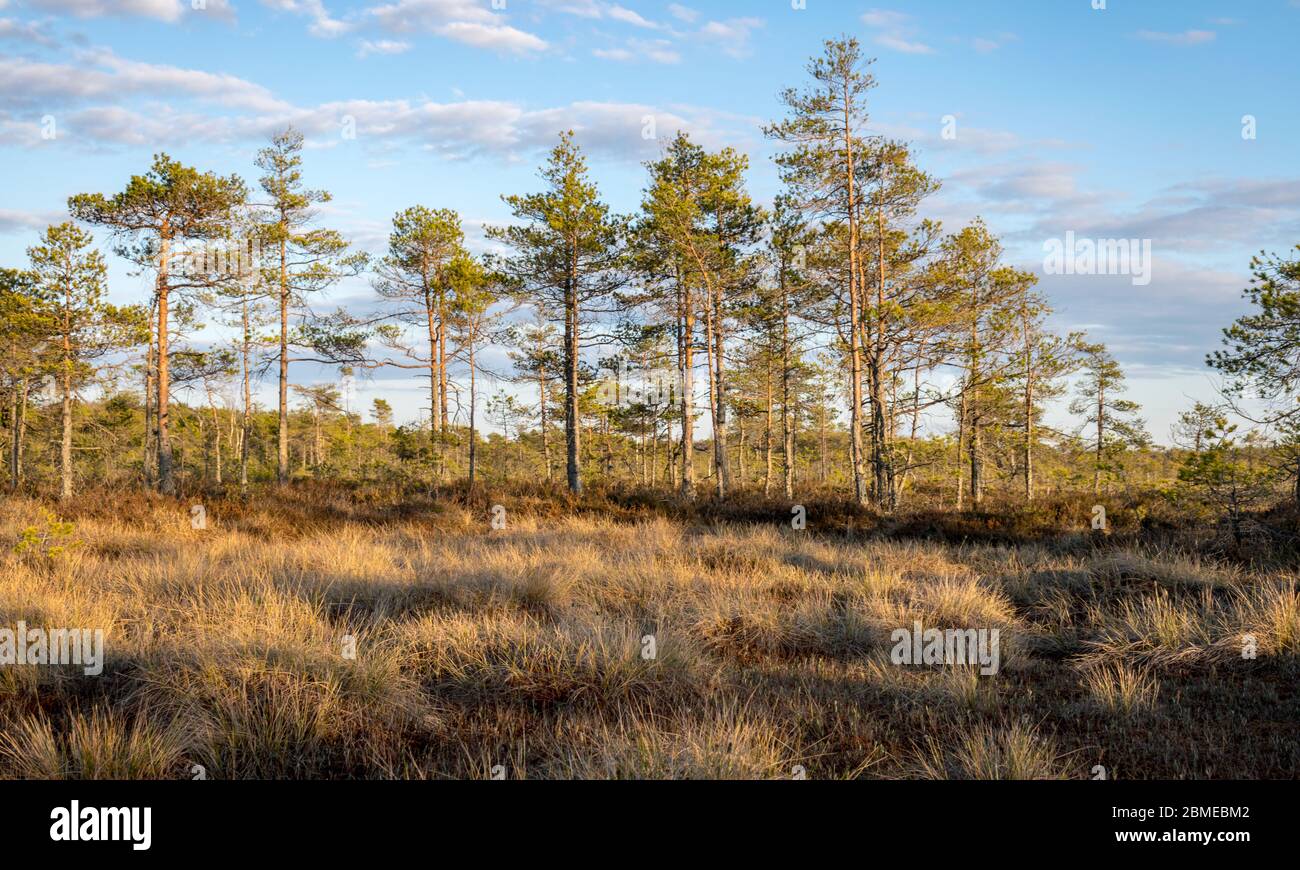 Sunset in the bog, bog pines resembling natural bonsai trees, typical ...