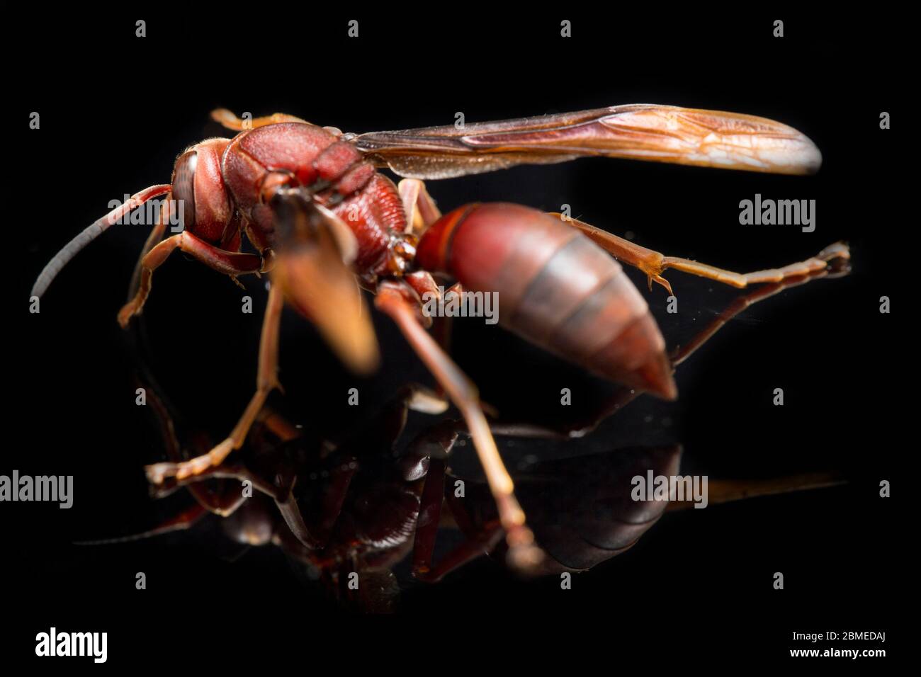 Asian paper wasp hi-res stock photography and images - Alamy