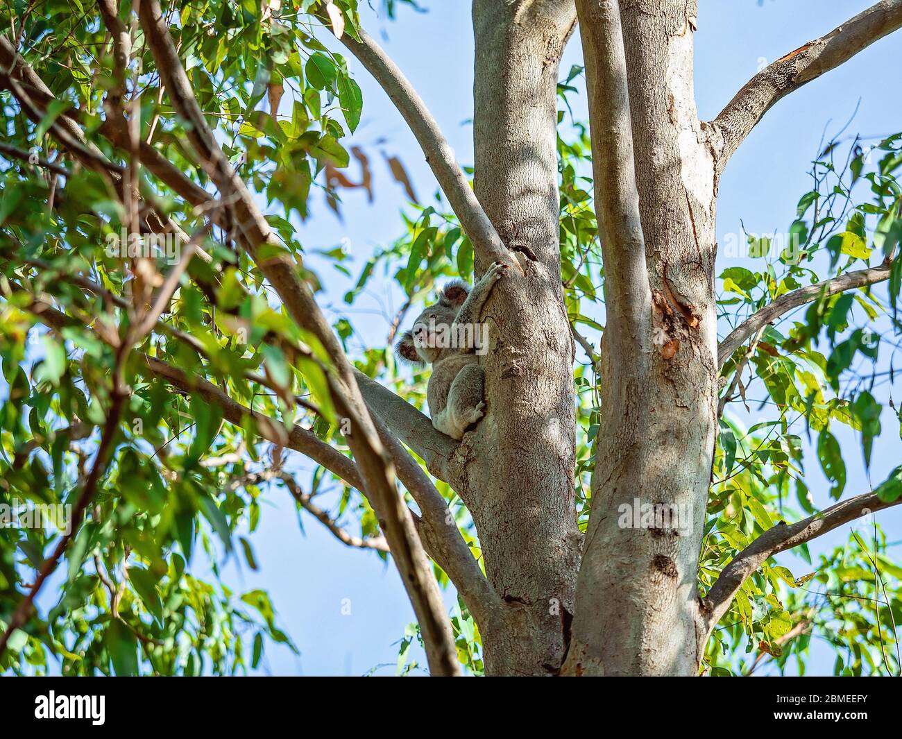 An Australian koala sitting on the branch of a tree in his native environment, the eucalyptus forest Stock Photo