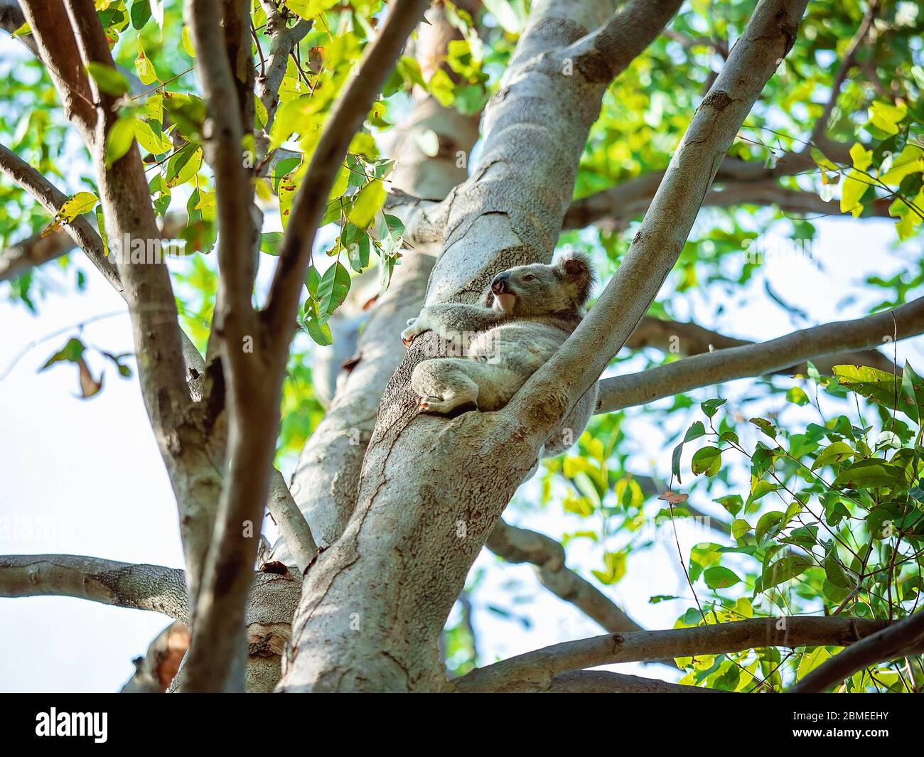 An Australian koala sitting on the branch of a tree in his native environment, the eucalyptus forest Stock Photo