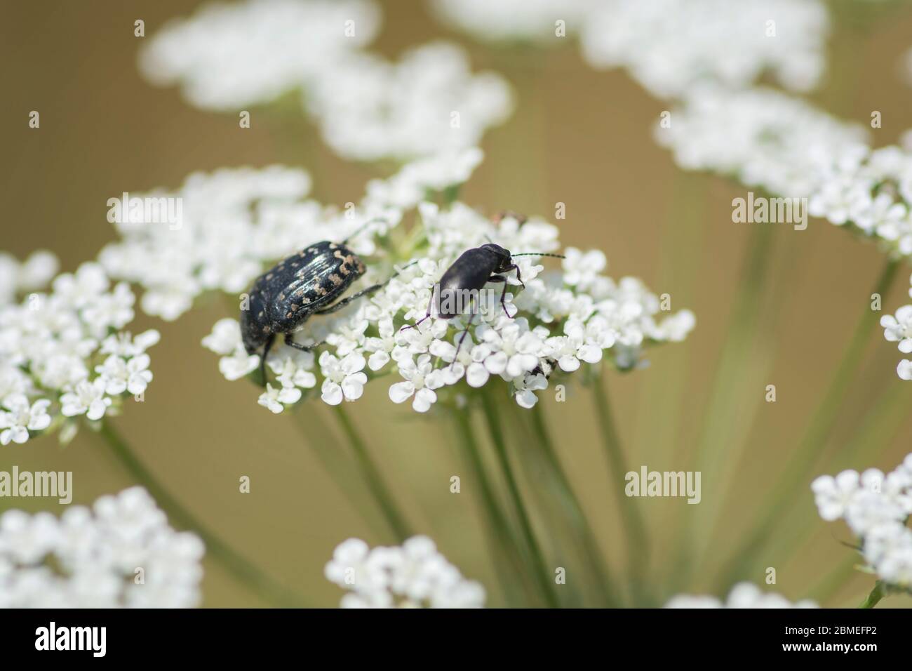 Macro shot of beetles on a Wild Carrot (Daucus carota) flower Stock Photo