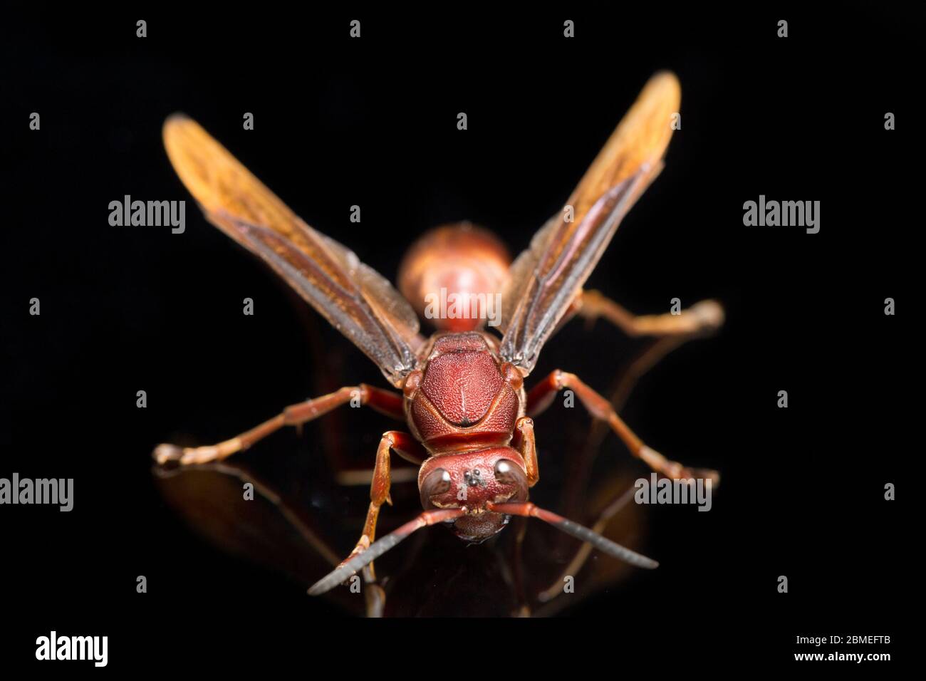 Polistes Carolina, Paper Wasp, Red Wasp isolated on black background ...
