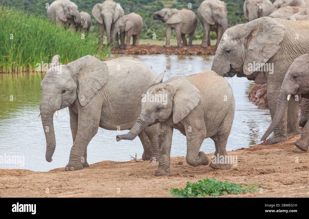 Two lively elephant calves at Hapoor Dam in Addo Elephant National Park, South Africa. Stock Photo