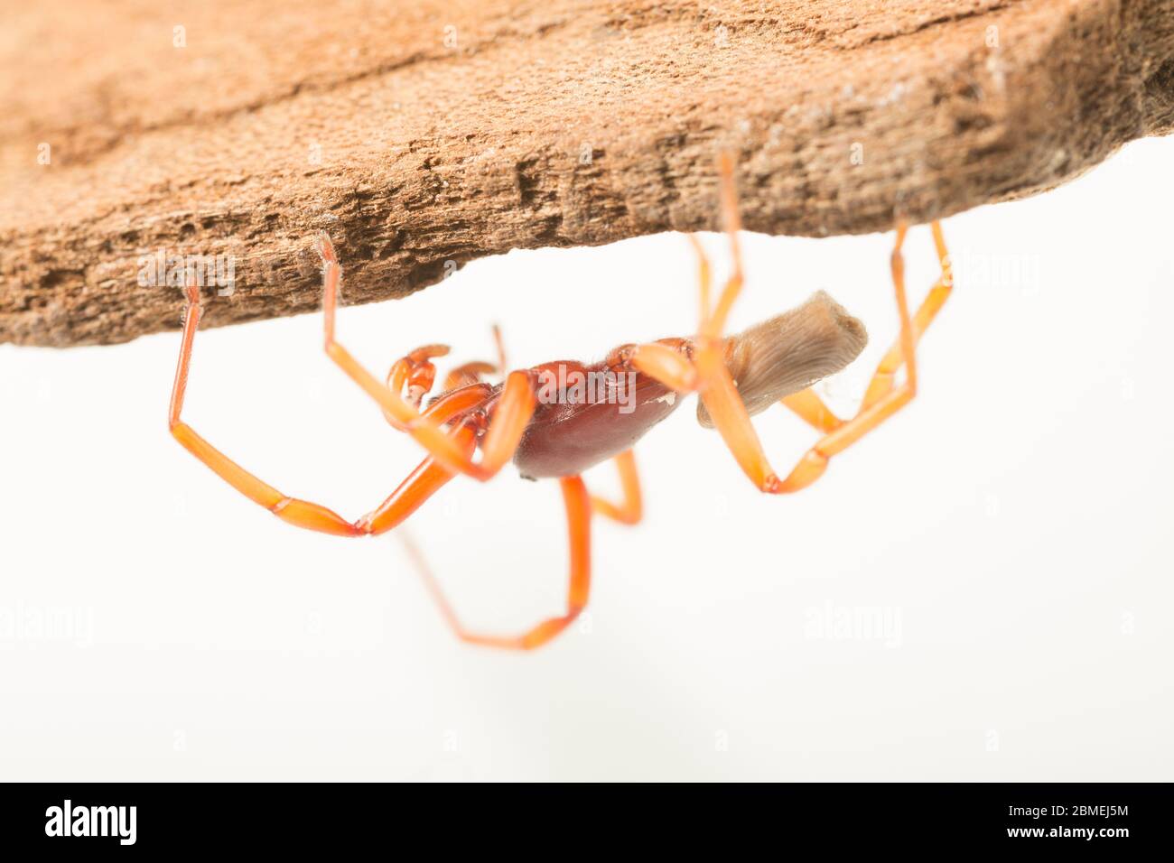 An example of Dysdera crocata, also known as a woodlouse spider, due to its habit of feeding on