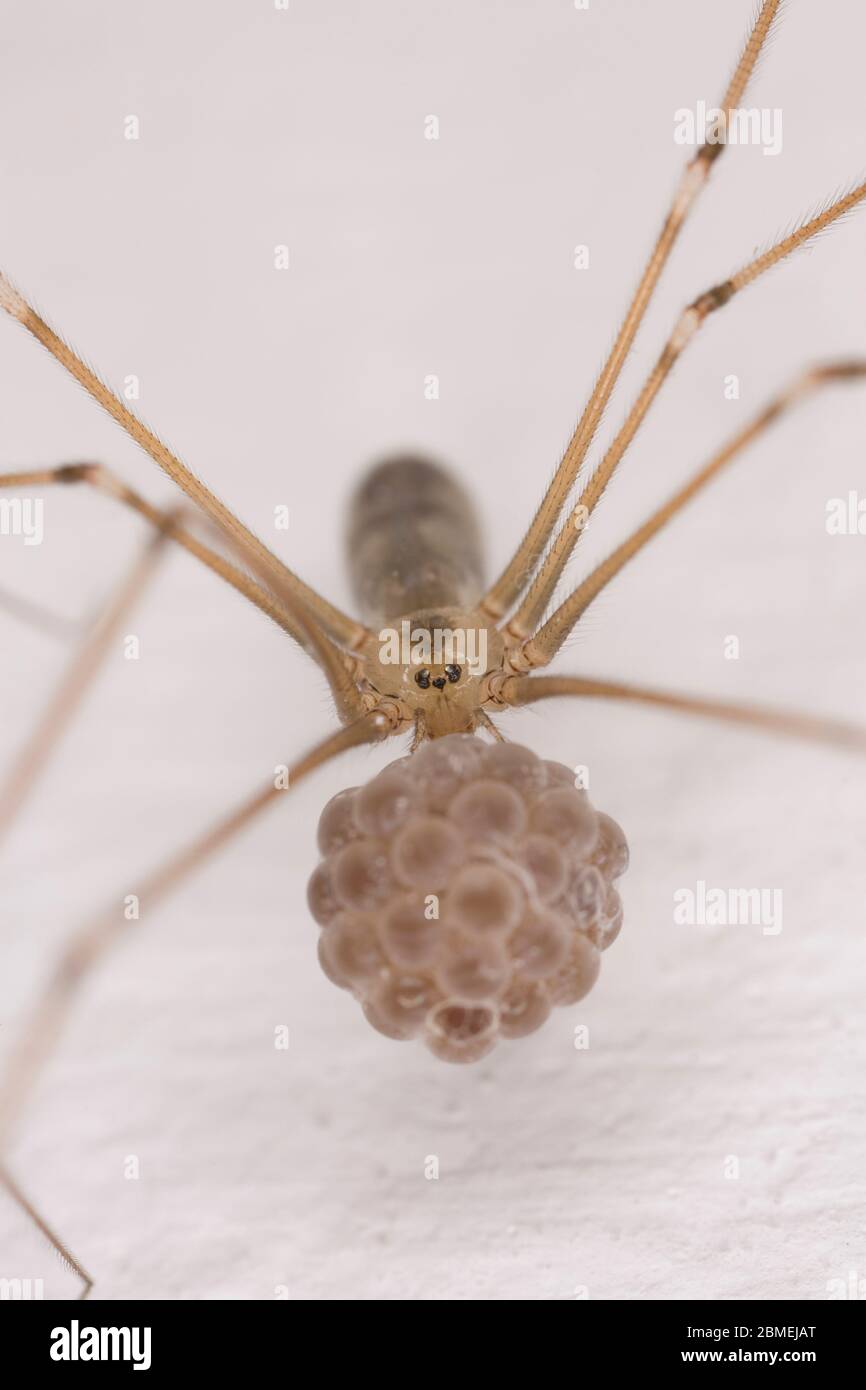 An example of a female daddy-long-legs spider, Pholcus phalangioides, carrying her egg sac until the eggs hatch. North Dorset England UK GB Stock Photo