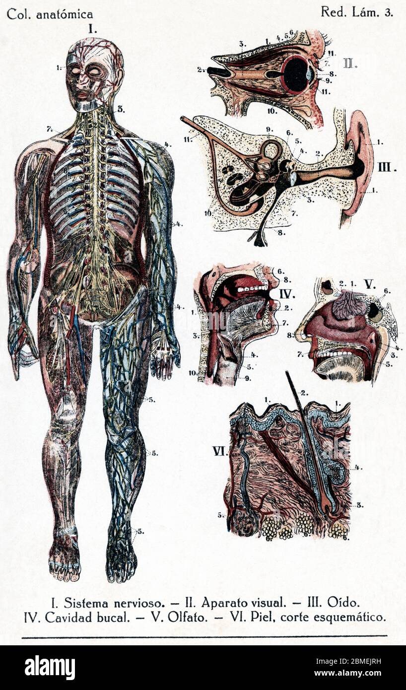 Anatomía. Cuerpo humano. Sistema nervioso, aparato visual, oído, cavidad bucal, olfato, y piel. Stock Photo
