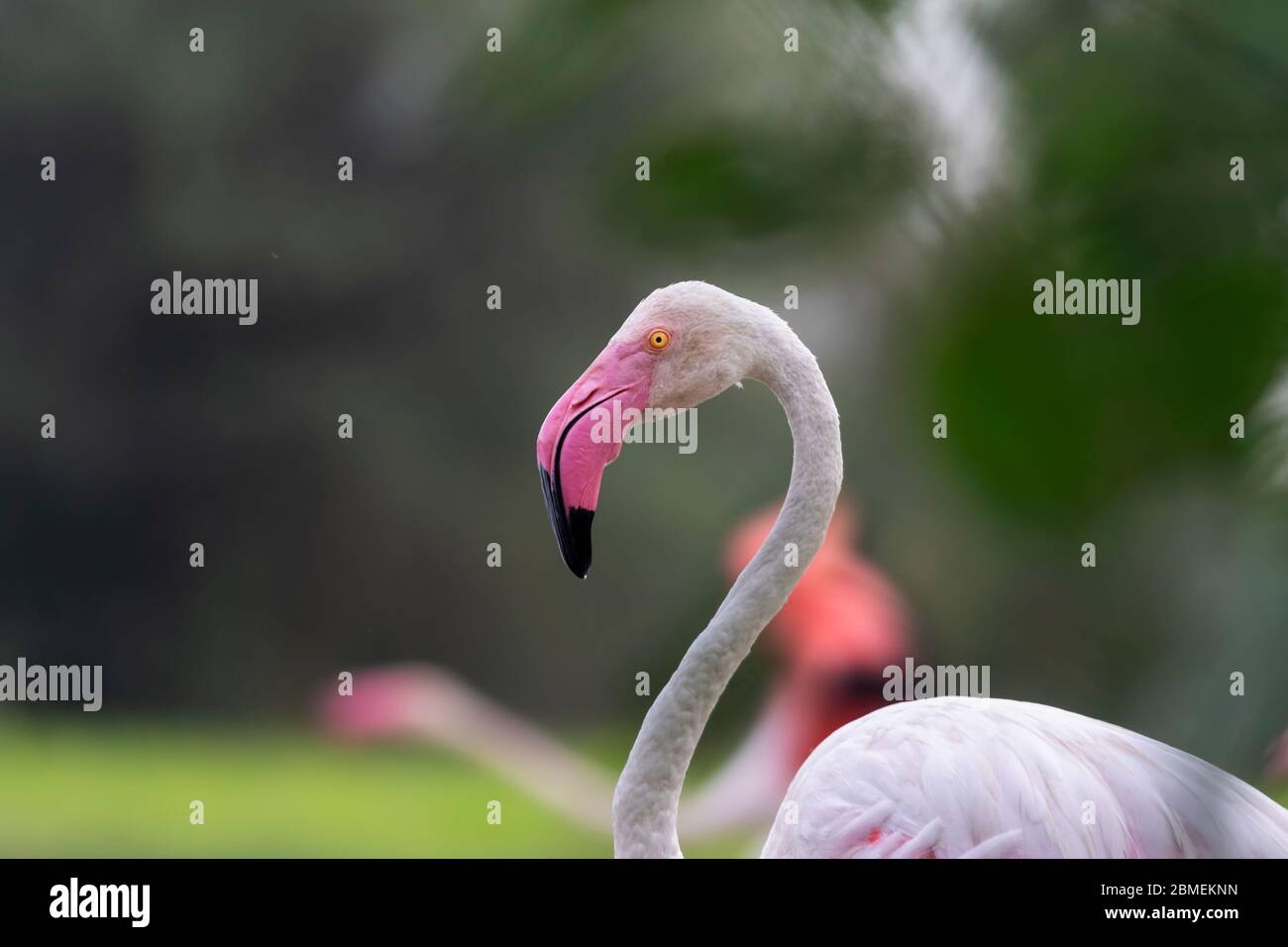 Greater Flamingo closeup at Gujarat, India. These are state bird of Gujarat and found whole year at most of the water bodies around the globe. Stock Photo