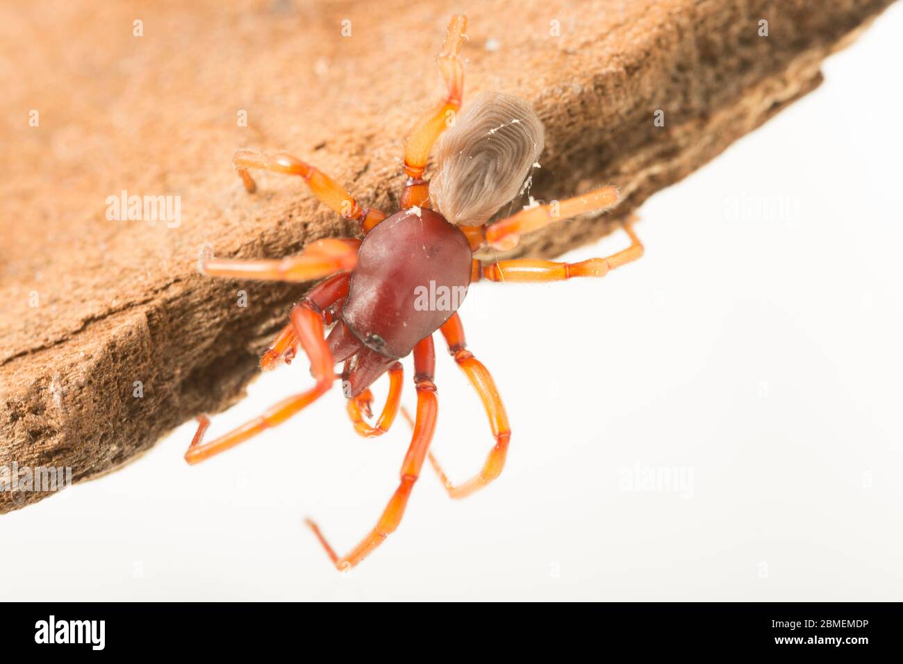 An example of Dysdera crocata, also known as a woodlouse spider, due to its habit of feeding on