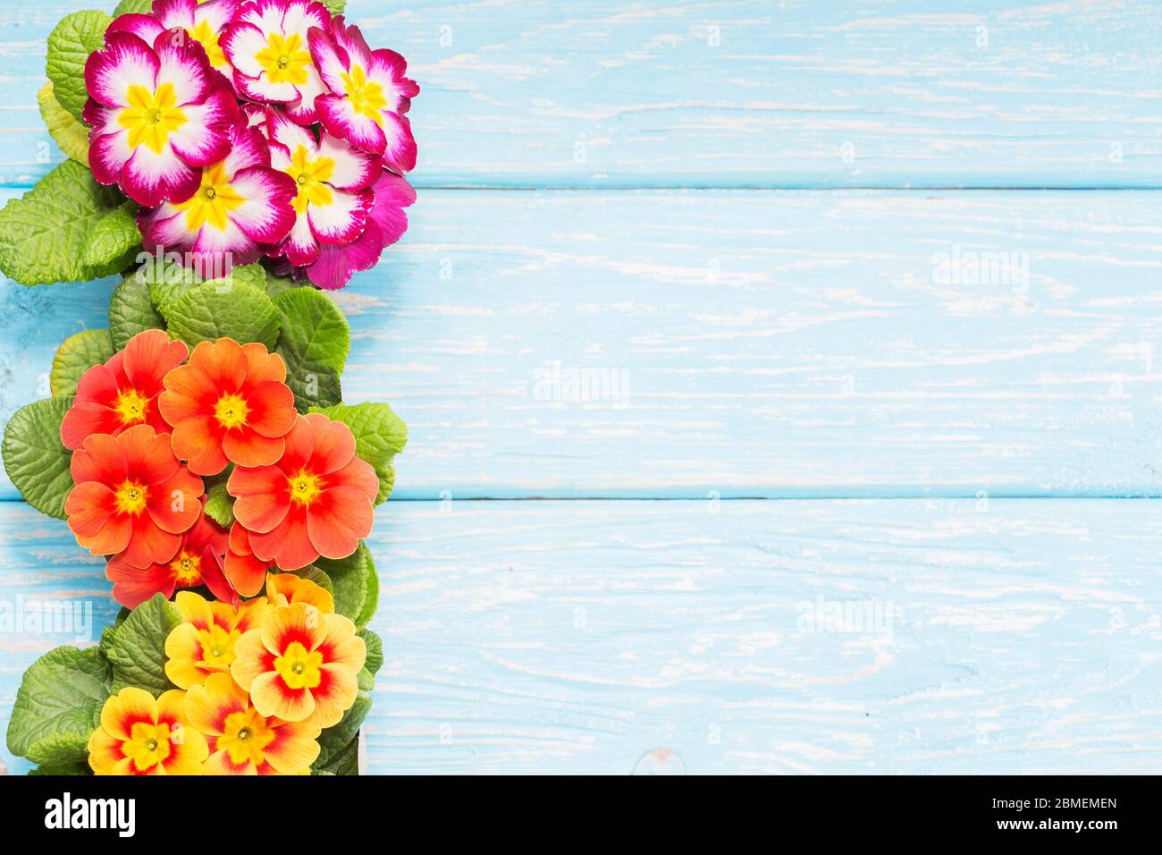 primroses are the first flowers that bloom in early spring, on a wooden background and a place for the inscription. gift. Mother's day Stock Photo
