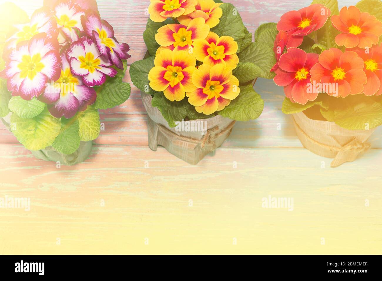 primroses are the first flowers that bloom in early spring, on a wooden background and a place for the inscription. gift. Mother's day Stock Photo