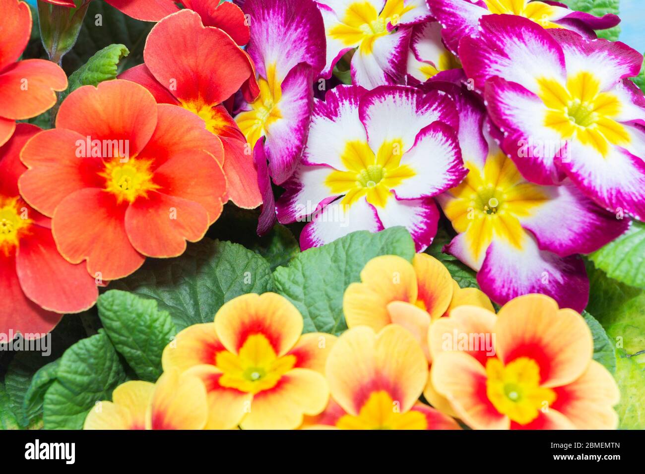 Prime Roses Images primroses are the first flowers that bloom in early spring. gift ...