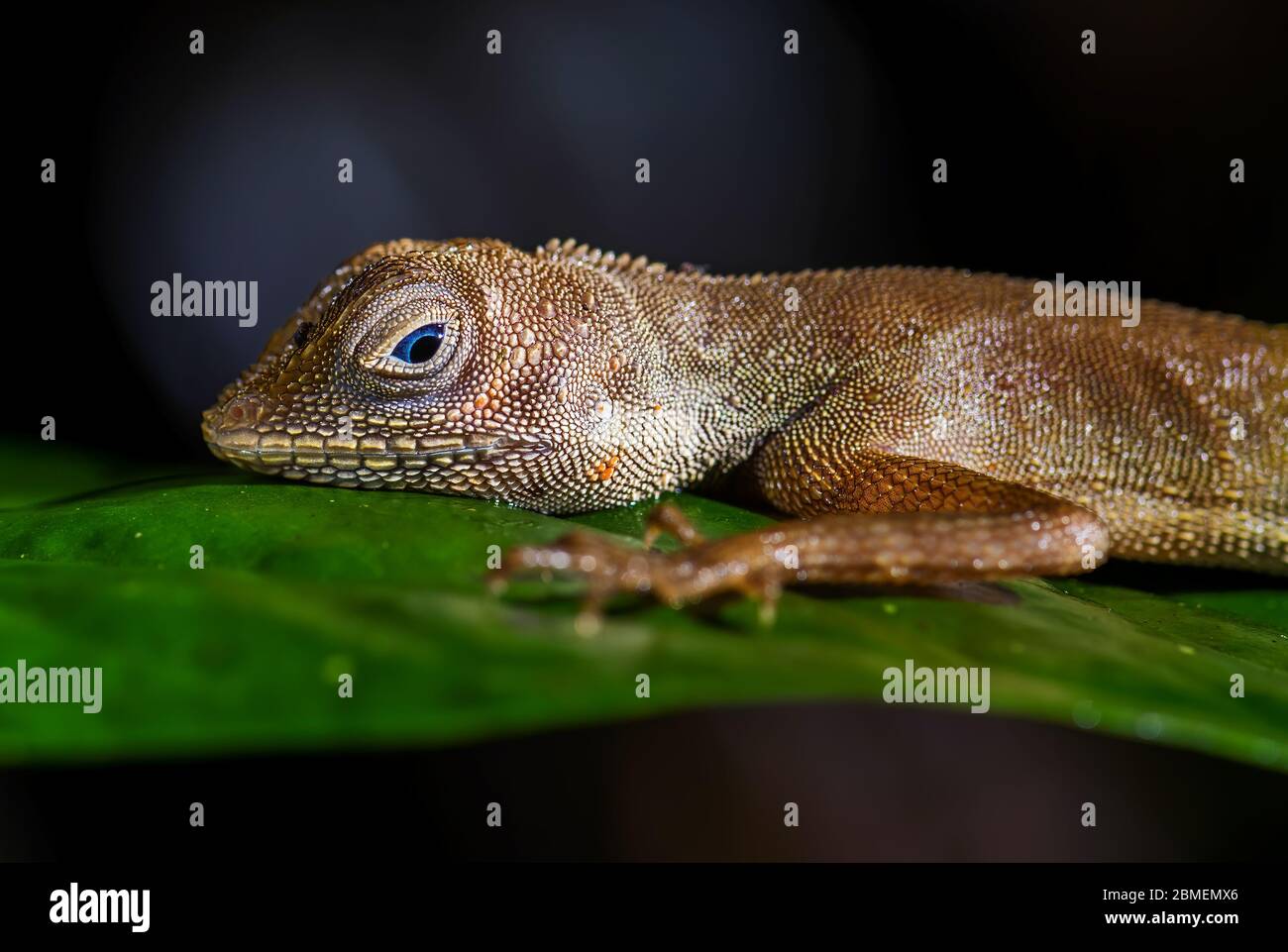 Dusky Earless Agama - Aphaniotis fusca, small blue eye agama from Southeast Asia forests and woodlands,  Mutiara Taman Negara, Malaysia. Stock Photo