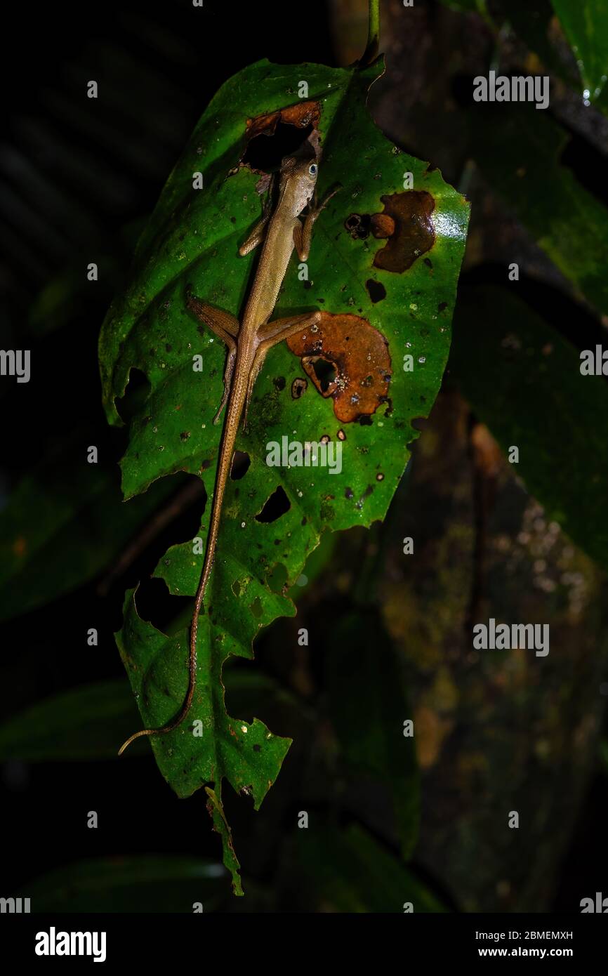 Dusky Earless Agama - Aphaniotis fusca, small blue eye agama from Southeast Asia forests and woodlands,  Mutiara Taman Negara, Malaysia. Stock Photo