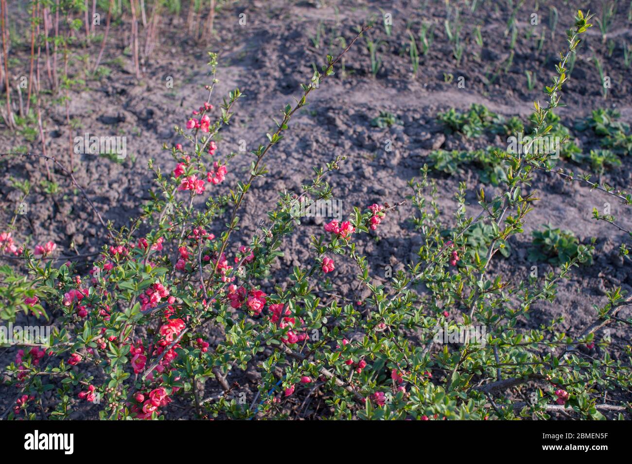 Blooming red flowers young quince Bush Chaenomeles superba on the background of other garden plants. Background. Stock Photo