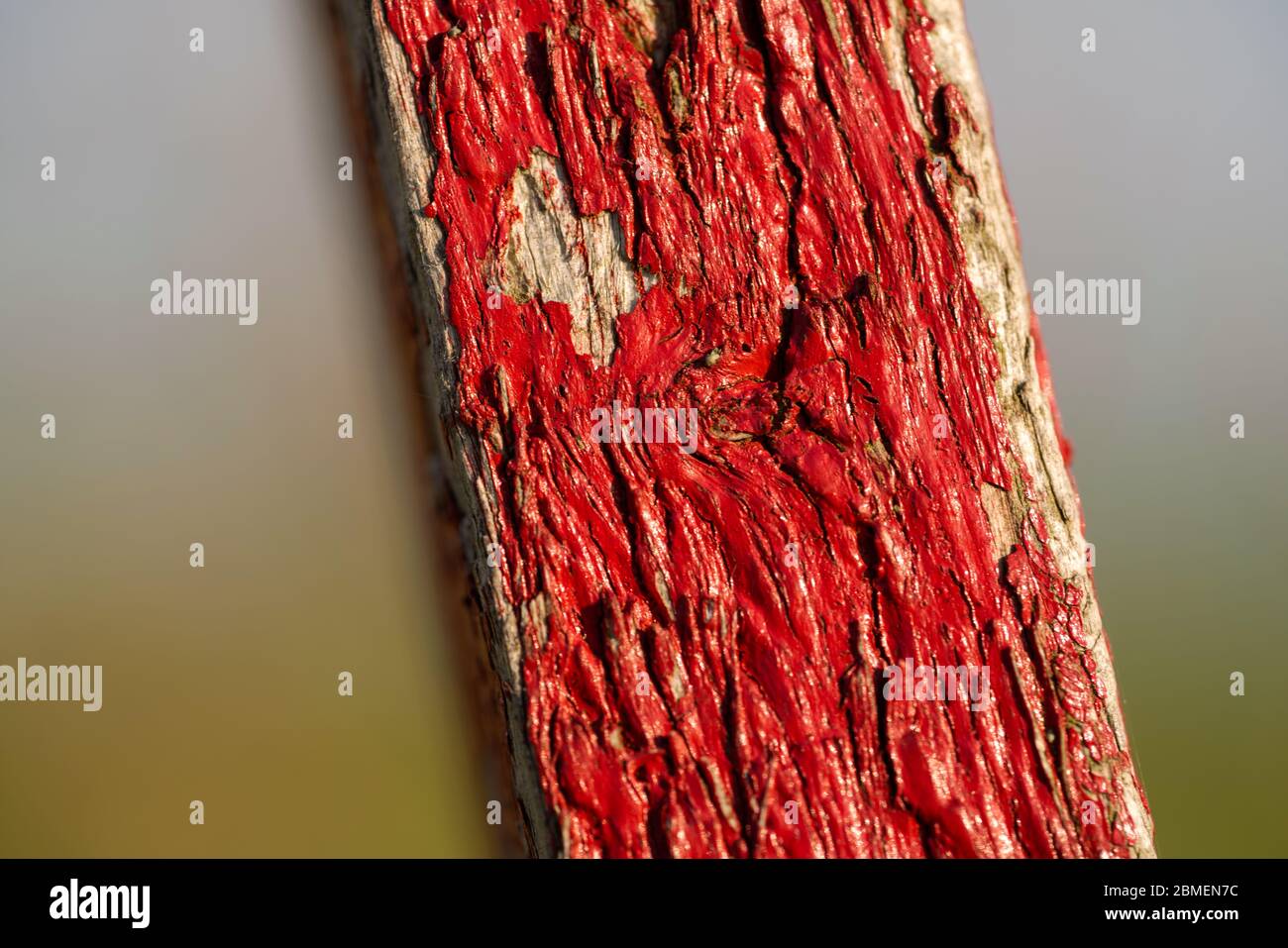 Close up of red painted wood material Stock Photo