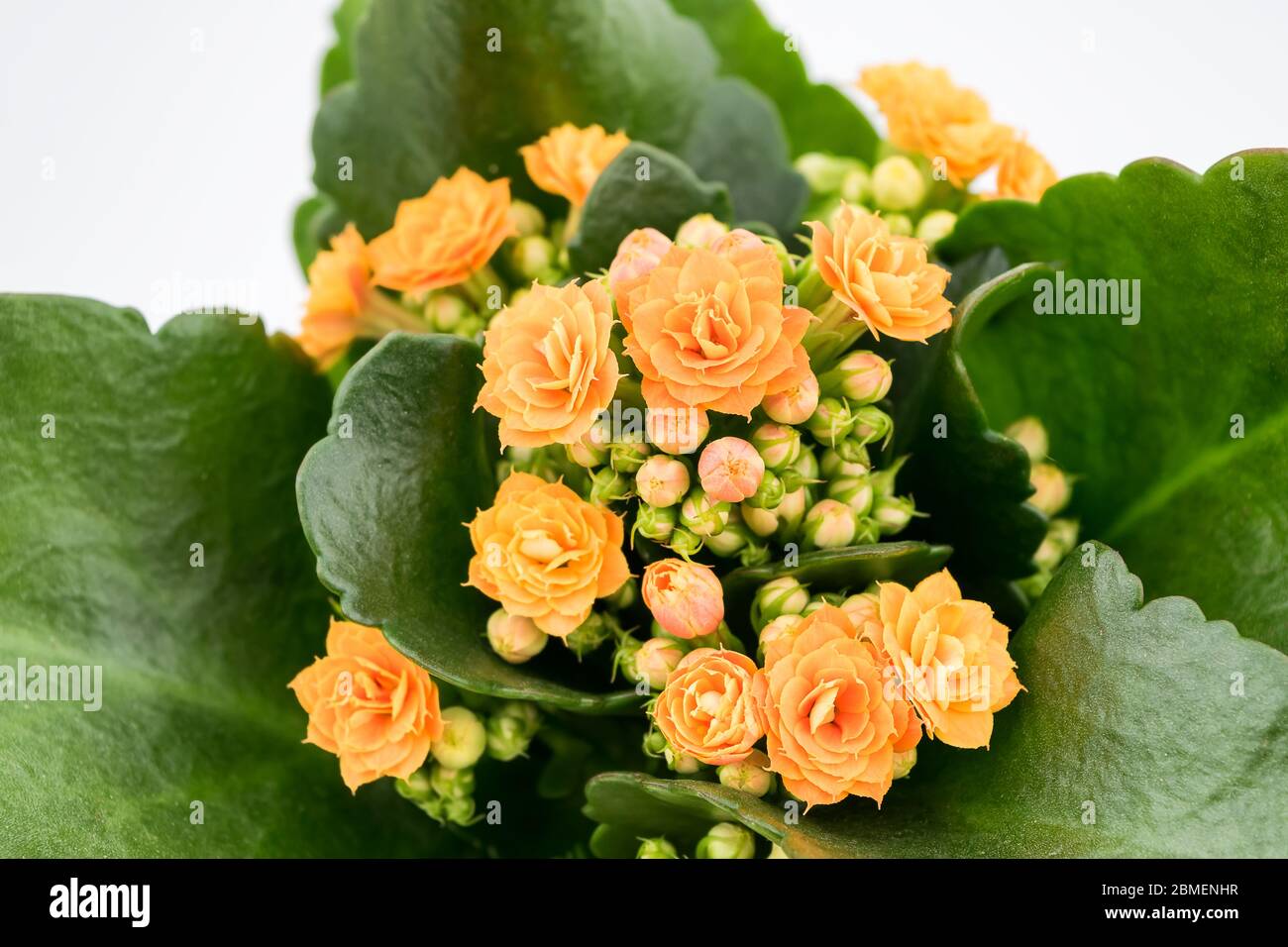 Flaming Katy plant with Orange Yellow flowers in a pot isolated on