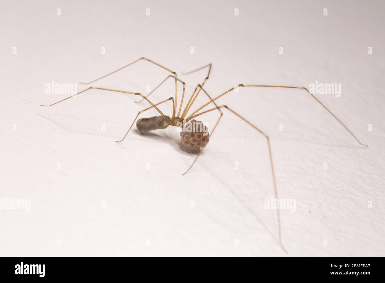 Mommy long legs, Macro shot of a female Daddy Long-Legs (Ph…