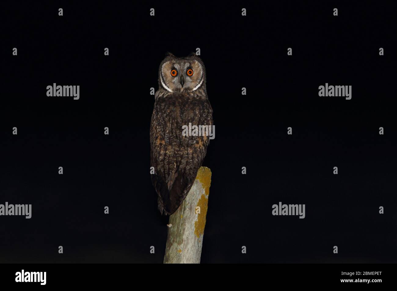 Adult Long-eared owl on a hawthorn fence at night, Asio otus Stock Photo