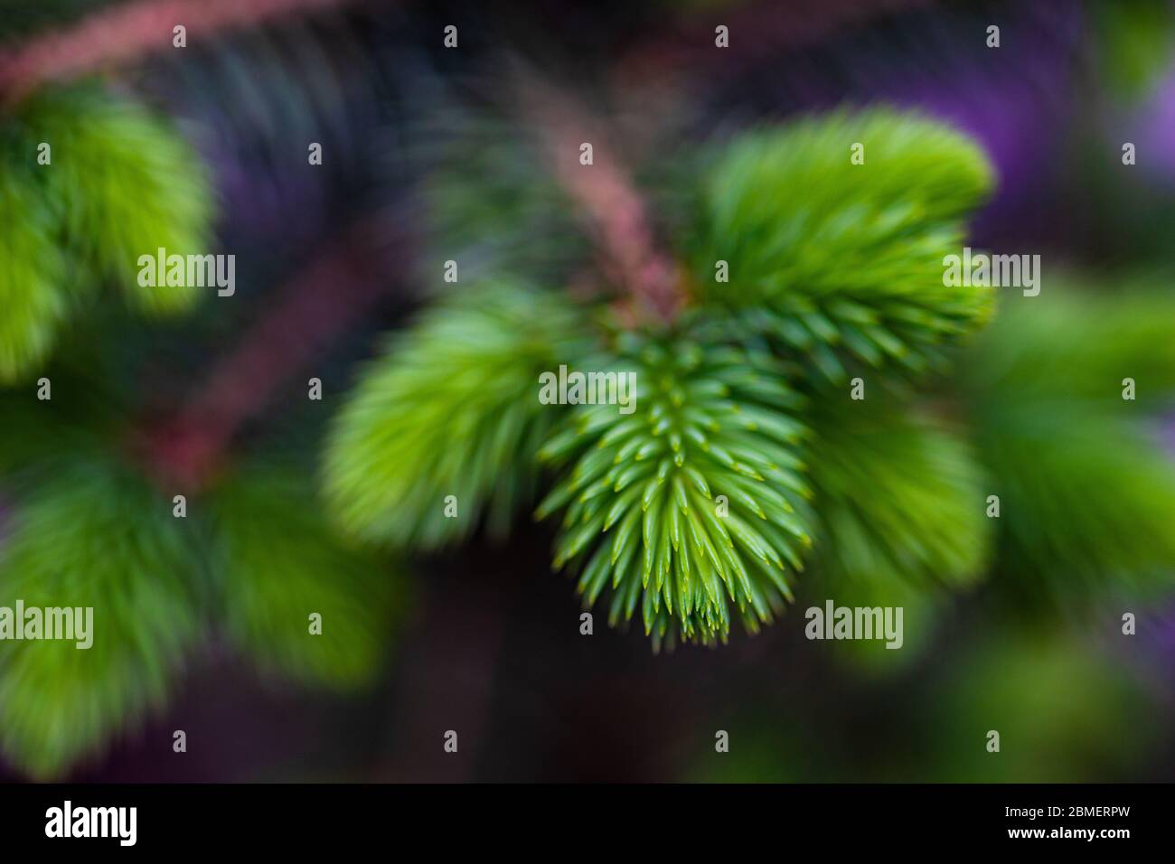Close up young fir hi-res stock photography and images - Alamy