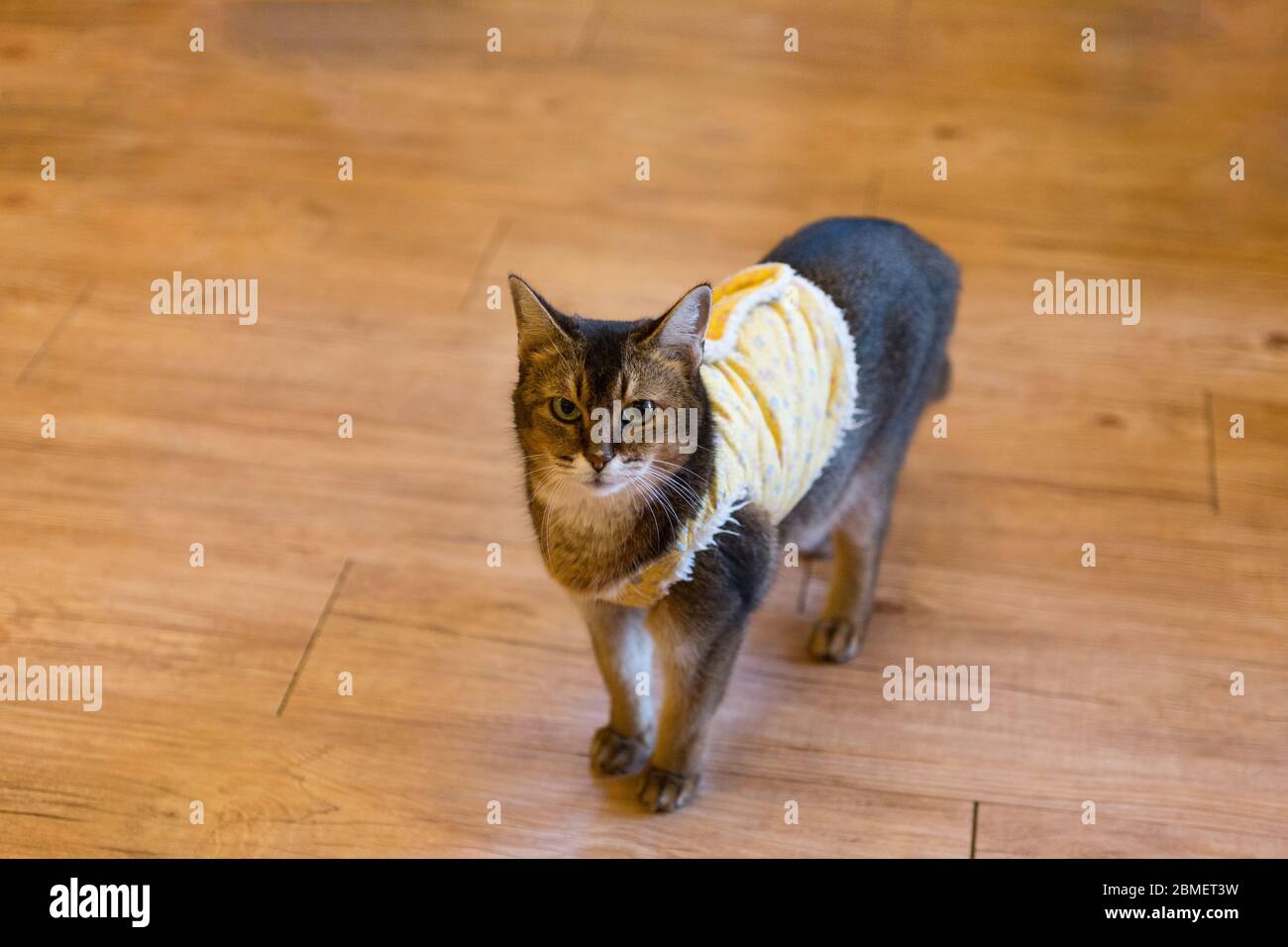 Korean Cat Cafe Stock Photo Alamy