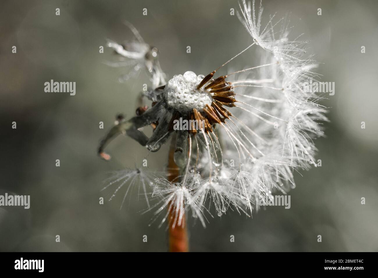 closeup of white fluff from a weed blowing in the wind Stock Photo - Alamy