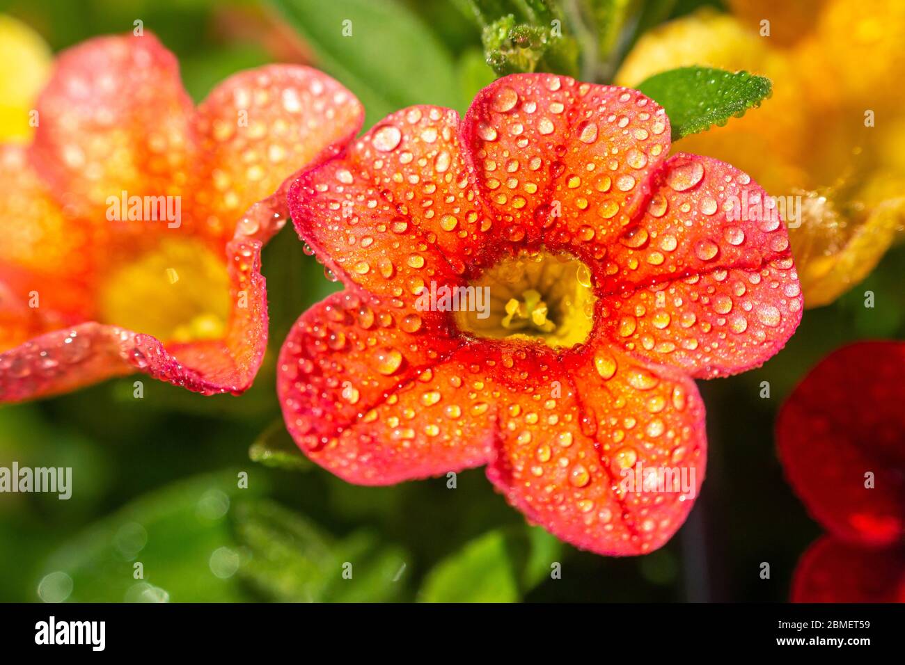 Nice close up of a red petunia with small water droplets on the petals Stock Photo
