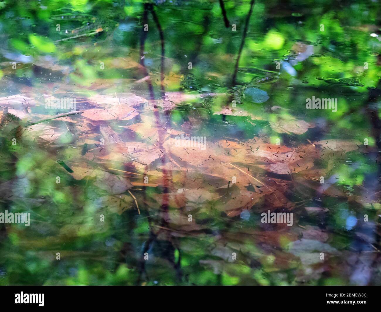 Stagnant fish pond hires stock photography and images Alamy